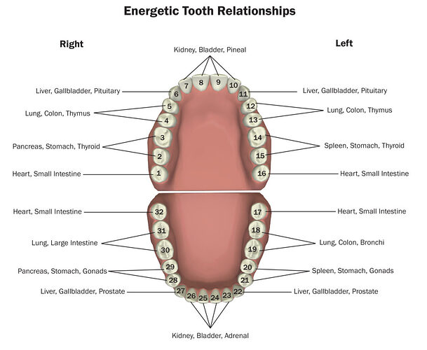 Tooth-Chart-2016-1024x840