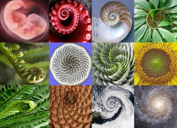 spiral-fibonacci-2